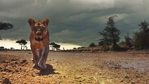 Watch Serengeti Season 2 On Dstv