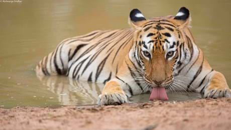 Aishwarya Sridhar’s Tiger Queen of Taru closes Big Cat Month on ...